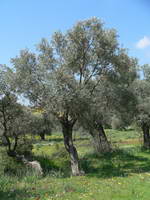 Olivenbaum;Türkei